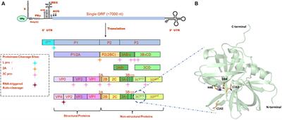 Structure-based virtual screening and molecular dynamics studies to explore potential natural inhibitors against 3C protease of foot-and-mouth disease virus